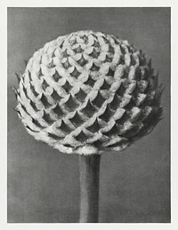 Cephalaria (Small Teasel) enlarged 10 times from Urformen der Kunst (1928) by <a href="https://www.rawpixel.com/search/Karl%20Blossfeldt?sort=new&amp;type=all&amp;page=1">Karl Blossfeldt</a>. Original from The Rijksmuseum. Digitally enhanced by rawpixel.