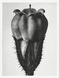 Symphytum Officinale (Common Comfrey) enlarged 25 times from Urformen der Kunst (1928) by <a href="https://www.rawpixel.com/search/Karl%20Blossfeldt?sort=new&amp;type=all&amp;page=1">Karl Blossfeldt</a>. Original from The Rijksmuseum. Digitally enhanced by rawpixel.
