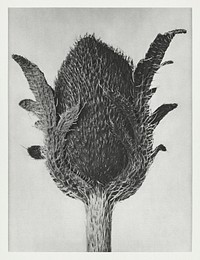 Papaver orientale (Oriental Poppy) enlarged 5 times from Urformen der Kunst (1928) by Karl Blossfeldt. Original from The Rijksmuseum. Digitally enhanced by rawpixel.