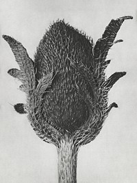 Papaver orientale (Oriental Poppy) enlarged 5 times