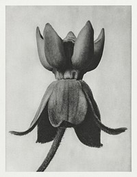 Asclepias syriaca (Common Milkweed) enlarged 18 times from Urformen der Kunst (1928) by <a href="https://www.rawpixel.com/search/Karl%20Blossfeldt?sort=new&amp;type=all&amp;page=1">Karl Blossfeldt</a>. Original from The Rijksmuseum. Digitally enhanced by rawpixel.