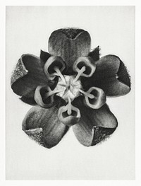 Asclepias Syriaca (Common Milkweed) enlarged 18 times from Urformen der Kunst (1928) by Karl Blossfeldt. Original from The Rijksmuseum. Digitally enhanced by rawpixel.