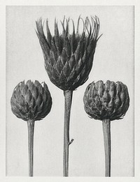 Serratula Nudicaulis (Bare–Stemmed Common Saw–Wort) enlarged 5 times from Urformen der Kunst (1928) by Karl Blossfeldt. Original from The Rijksmuseum. Digitally enhanced by rawpixel.