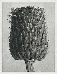 Cirsium Canum (Thistle) Flower Head enlarged 12 times from Urformen der Kunst (1928) by <a href="https://www.rawpixel.com/search/Karl%20Blossfeldt?sort=new&amp;type=all&amp;page=1">Karl Blossfeldt</a>. Original from The Rijksmuseum. Digitally enhanced by rawpixel.