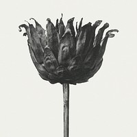 Black and white Centaurea Ruthenica (Star Thristle) enlarged 8 times