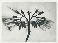 Symphytum officinale (Common Comfrey) enlarged 8 times from Urformen der Kunst (1928) by Karl Blossfeldt. Original from The Rijksmuseum. Digitally enhanced by rawpixel.