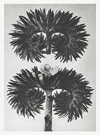 Phacelia Tanacetifolia (Lacy Phacelia) enlarged 12 times from Urformen der Kunst (1928) by Karl Blossfeldt. Original from The Rijksmuseum. Digitally enhanced by rawpixel.