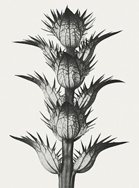 Black and white Acanthus mollis (bear&#39;s breeches) enlarged 4 times