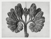 Symphytum Officinale (Common Comfrey) enlarged 8 times from Urformen der Kunst (1928) by <a href="https://www.rawpixel.com/search/Karl%20Blossfeldt?sort=curated&amp;type=all&amp;page=1">Karl Blossfeldt</a>. Original from The Rijksmuseum. Digitally enhanced by rawpixel.