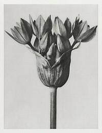 Allium Ostroroskianum (ornamental onion) enlarged 6 times from Urformen der Kunst (1928) by <a href="https://www.rawpixel.com/search/Karl%20Blossfeldt?sort=new&amp;type=all&amp;page=1">Karl Blossfeldt</a>. Original from The Rijksmuseum. Digitally enhanced by rawpixel.