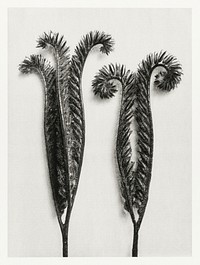 Phacelia Tanacetifolia (Lacy Phacelia) enlarged 4 times from Urformen der Kunst (1928) by <a href="https://www.rawpixel.com/search/Karl%20Blossfeldt?sort=new&amp;type=all&amp;page=1">Karl Blossfeldt</a>. Original from The Rijksmuseum. Digitally enhanced by rawpixel.