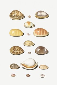 Cowry Shells by <a href="https://www.rawpixel.com/search/Johann%20Gustav%20Hoch?sort=curated&amp;type=all&amp;page=1">Johann Gustav Hoch</a> (1716&ndash;1779). Original from The Rijksmuseum. Digitally enhanced by rawpixel.