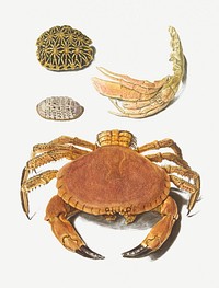 Vintage crab and turtle shell collection illustration