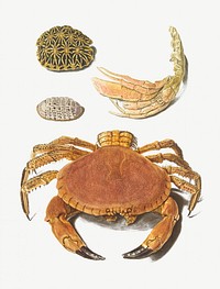 A Crab, a pair of crab claws and two turtle shells by <a href="https://www.rawpixel.com/search/Johann%20Gustav%20Hoch?sort=curated&amp;type=all&amp;page=1">Johann Gustav Hoch</a> (1716&ndash;1779). Original from The Rijksmuseum. Digitally enhanced by rawpixel.