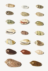 Twenty Tropical Shells by Johann Gustav Hoch (1716&ndash;1779). Original from The Rijksmuseum. Digitally enhanced by rawpixel.