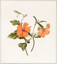 Orange flower by <a href="https://www.rawpixel.com/search/M.%20de%20Gijselaar?sort=curated&amp;page=1">M. de Gijselaar</a> (1820). Original from The Rijksmuseum. Digitally enhanced by rawpixel.