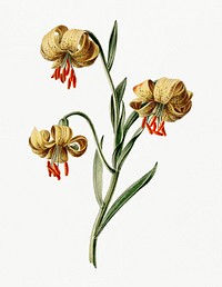 Vintage illustration of Yellow lilies