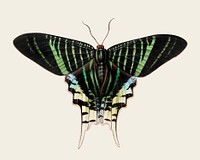 Vintage illustration of Butterfly
