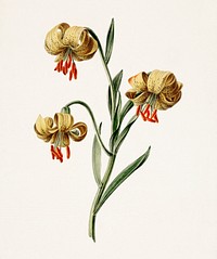 Yellow lilies by <a href="https://www.rawpixel.com/search/M.%20de%20Gijselaar?sort=curated&amp;page=1">M. de Gijselaar</a> (1834). Original from The Rijksmuseum. Digitally enhanced by rawpixel.