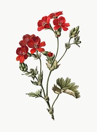 Vintage illustration of Red flower