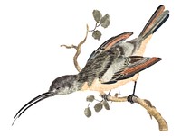 Vintage illustration of a Hummingbird