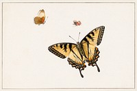 Three Butterflies by <a href="https://www.rawpixel.com/search/Herman%20Henstenburgh?sort=curated&amp;page=1">Herman Henstenburgh</a> (c.1683-c.1726). Original from The Rijksmuseum. Digitally enhanced by rawpixel.