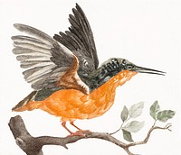 Kingfisher (1688-1698) by <a href="https://www.rawpixel.com/search/Johan%20Teyler?sort=curated&amp;page=1">Johan Teyler</a> (1648-1709). Original from The Rijksmuseum. Digitally enhanced by rawpixel.