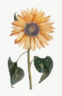 Sunflower (1688-1698) by <a href="https://www.rawpixel.com/search/Johan%20Teyler?sort=curated&amp;page=1">Johan Teyler</a> (1648-1709). Original from Rijks Museum. Digitally enhanced by rawpixel.