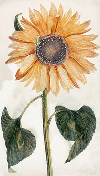 Sunflower (1688-1698) by Johan Teyler (1648-1709). Original from The Rijksmuseum. Digitally enhanced by rawpixel.