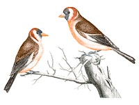 Vintage illustration of a Goldfinches