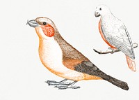 Crossbill and a white bird (1688-1698) by <a href="https://www.rawpixel.com/search/Johan%20Teyler?sort=curated&amp;page=1">Johan Teyler</a> (1648-1709). Original from Rijks Museum. Digitally enhanced by rawpixel.