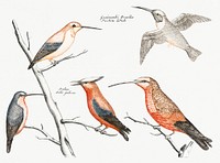 Five hummingbirds (1688-1698) by <a href="https://www.rawpixel.com/search/Johan%20Teyler?sort=curated&amp;page=1">Johan Teyler</a> (1648-1709). Original from Rijks Museum. Digitally enhanced by rawpixel.