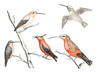 Vintage illustration of a Five hummingbirds