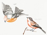 Finch and a Gray Flank Tit (1688-1698) by <a href="https://www.rawpixel.com/search/Johan%20Teyler?sort=curated&amp;page=1">Johan Teyler</a> (1648-1709). Original from Rijks Museum. Digitally enhanced by rawpixel.