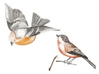 Vintage illustration of a Finch and a Gray Flank Tit