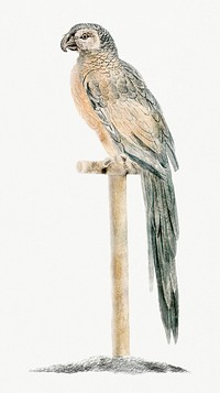 Parrot on a stick (1688-1698) by <a href="https://www.rawpixel.com/search/Johan%20Teyler?sort=curated&amp;page=1">Johan Teyler</a> (1648-1709). Original from Rijks Museum. Digitally enhanced by rawpixel.