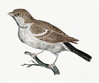 Sparrow on a Branch (1688-1698) by <a href="https://www.rawpixel.com/search/Johan%20Teyler?sort=curated&amp;page=1">Johan Teyler</a> (1648-1709). Original from Rijks Museum. Digitally enhanced by rawpixel.
