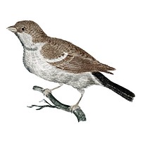 Vintage illustration of a Sparrow on a Branch