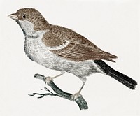Sparrow on a Branch (1688-1698) by <a href="https://www.rawpixel.com/search/Johan%20Teyler?sort=curated&amp;page=1">Johan Teyler</a> (1648-1709). Original from The Rijksmuseum. Digitally enhanced by rawpixel.