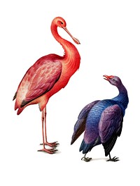 Vintage illustration of a roseate spoonbill and a swamphen