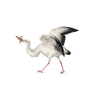 Vintage illustration of a stork