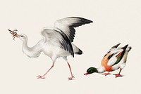 Vintage illustration of a stork and a mallard