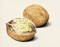 Vintage illustration of walnut