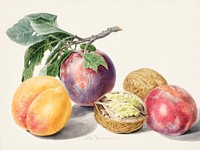 Fruits by <a href="https://www.rawpixel.com/search/Michiel%20van%20Huysum?sort=curated&amp;page=1">Michiel van Huysum</a> (1714-1760). Original from The Rijksmuseum. Digitally enhanced by rawpixel.
