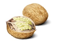 Vintage illustration of walnut