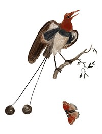Vintage illustration of Bird of Paradise and a Butterfly