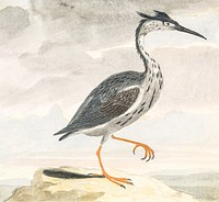 A Heron by <a href="https://www.rawpixel.com/search/Johan%20Teyler?sort=curated&amp;page=1">Johan Teyler</a> (1648-1709). Original from The Rijksmuseum. Digitally enhanced by rawpixel.