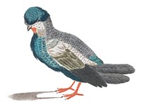 Vintage illustration of a pigeon