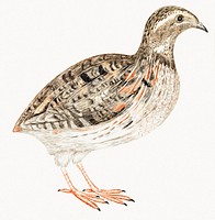 A Quail by <a href="https://www.rawpixel.com/search/Johan%20Teyler?sort=curated&amp;page=1">Johan Teyler</a> (1648-1709). Original from The Rijksmuseum. Digitally enhanced by rawpixel.