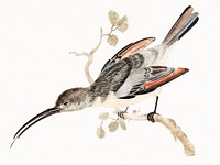 Hummingbird by <a href="https://www.rawpixel.com/search/Johan%20Teyler?sort=curated&amp;page=1">Johan Teyler</a> (1648-1709). Original from The Rijksmuseum. Digitally enhanced by rawpixel.